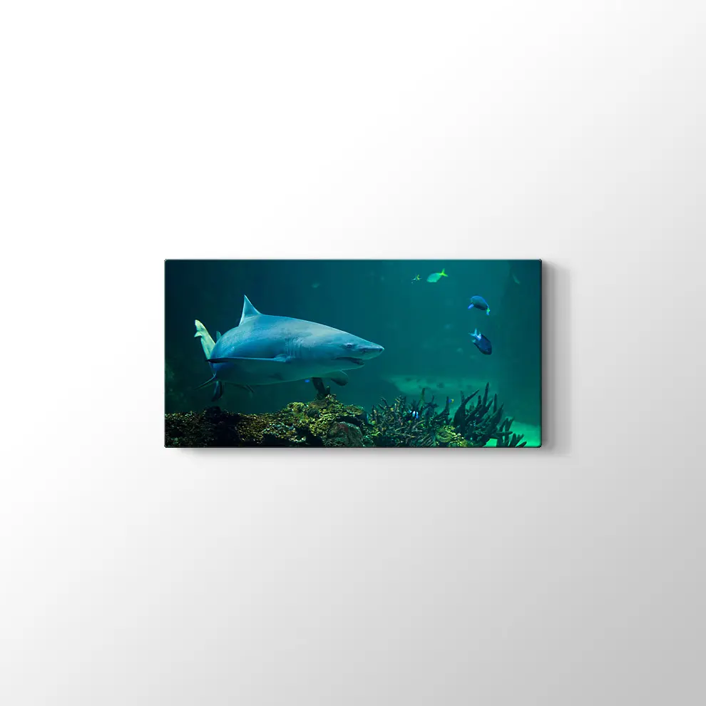 Köpekbalığı Kanvas Tablo