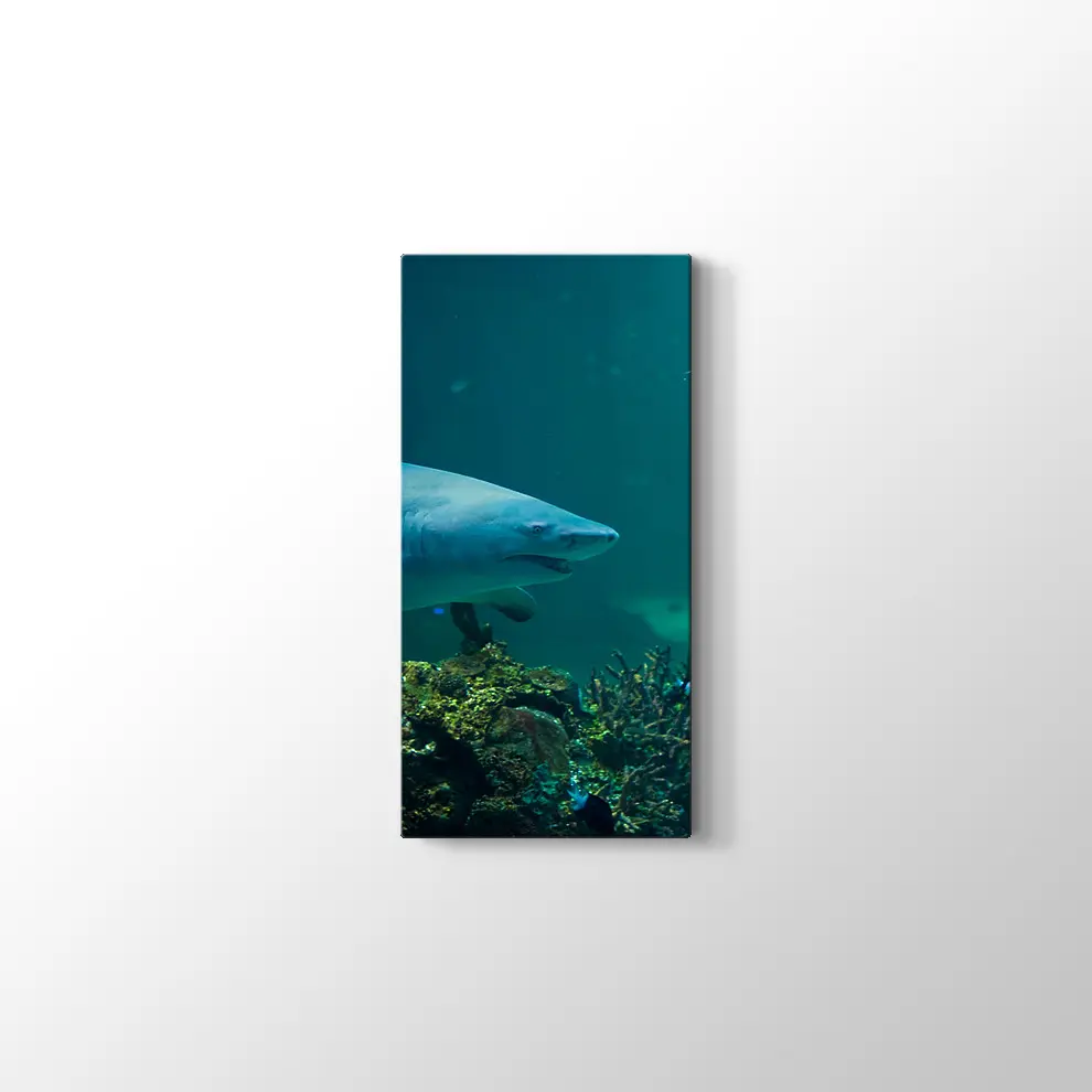 Köpekbalığı Kanvas Tablo