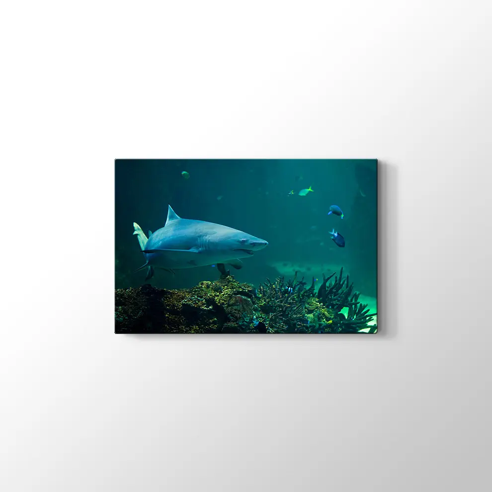Köpekbalığı Kanvas Tablo