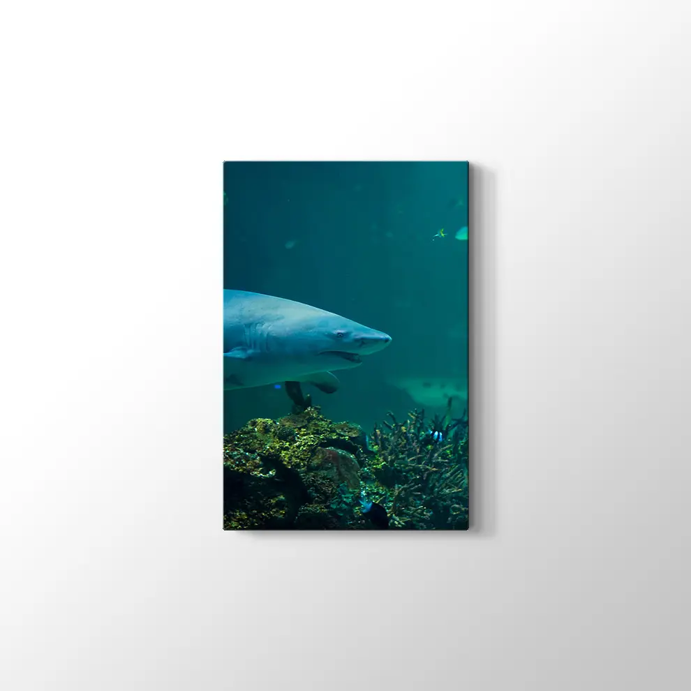 Köpekbalığı Kanvas Tablo