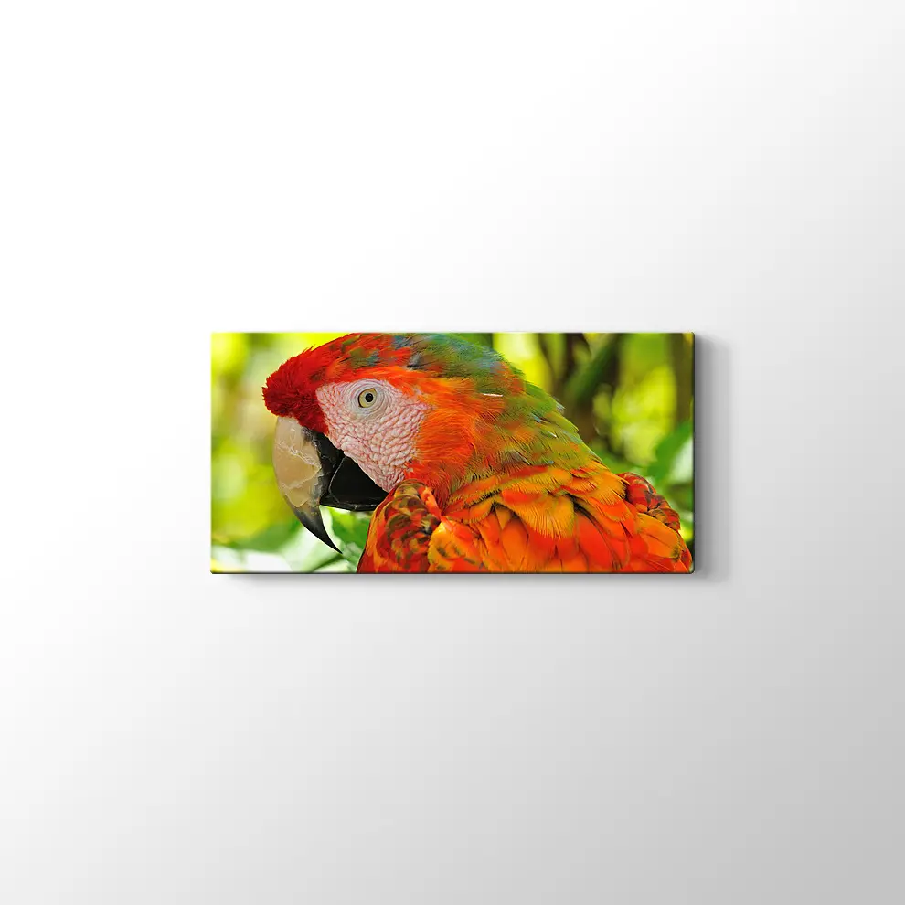 Amerika Papağanı Kanvas Tablo