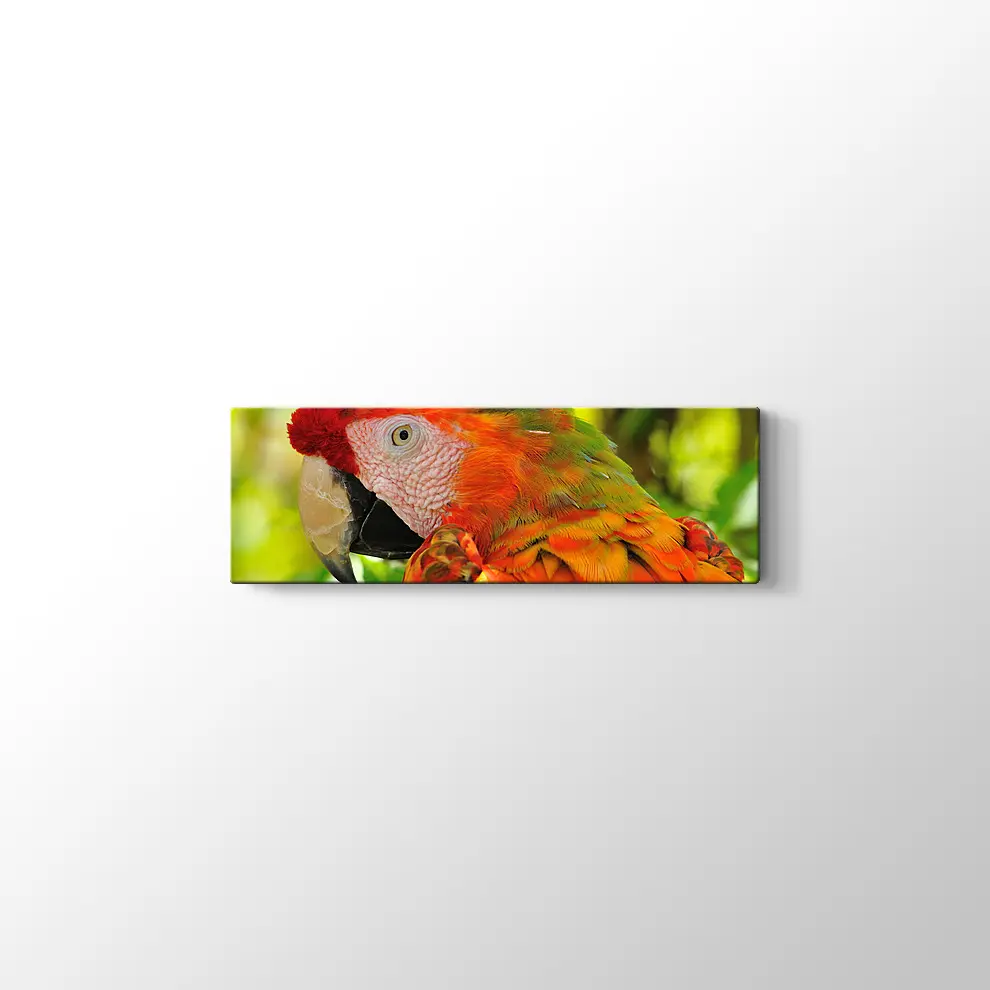 Amerika Papağanı Kanvas Tablo
