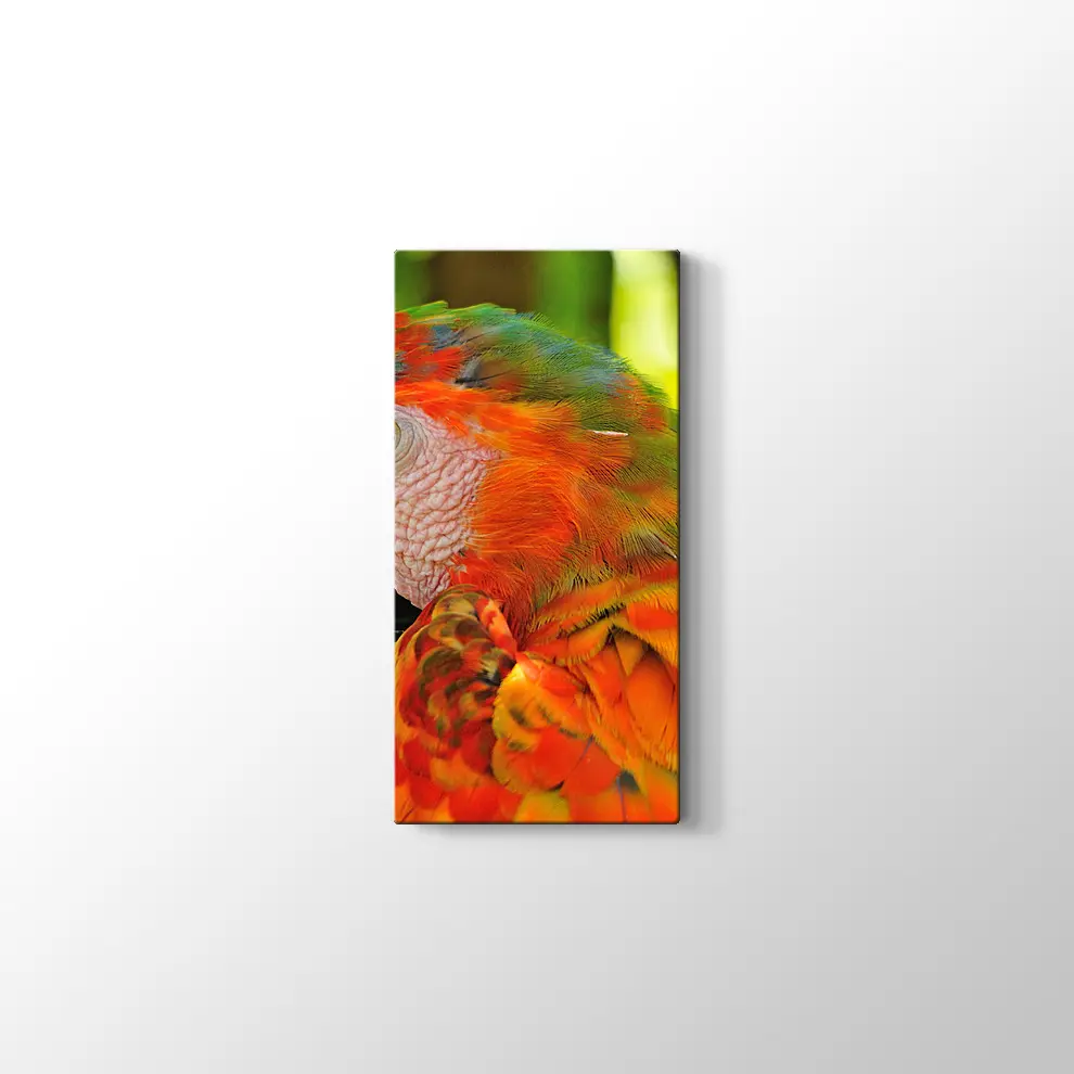 Amerika Papağanı Kanvas Tablo