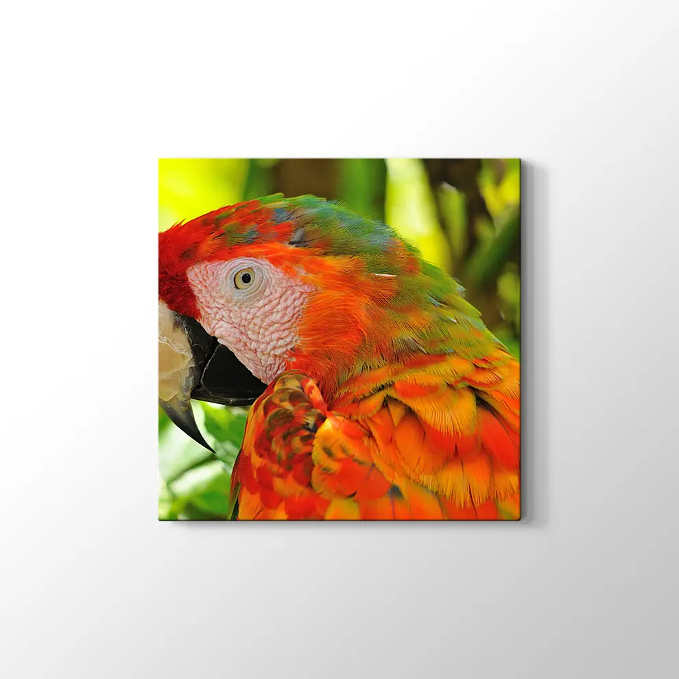 Amerika Papağanı Kanvas Tablo