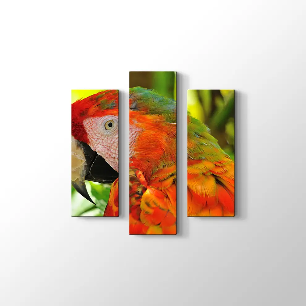 Amerika Papağanı Kanvas Tablo