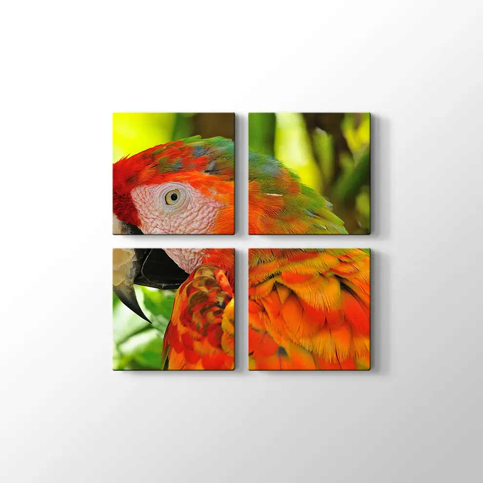 Amerika Papağanı Kanvas Tablo