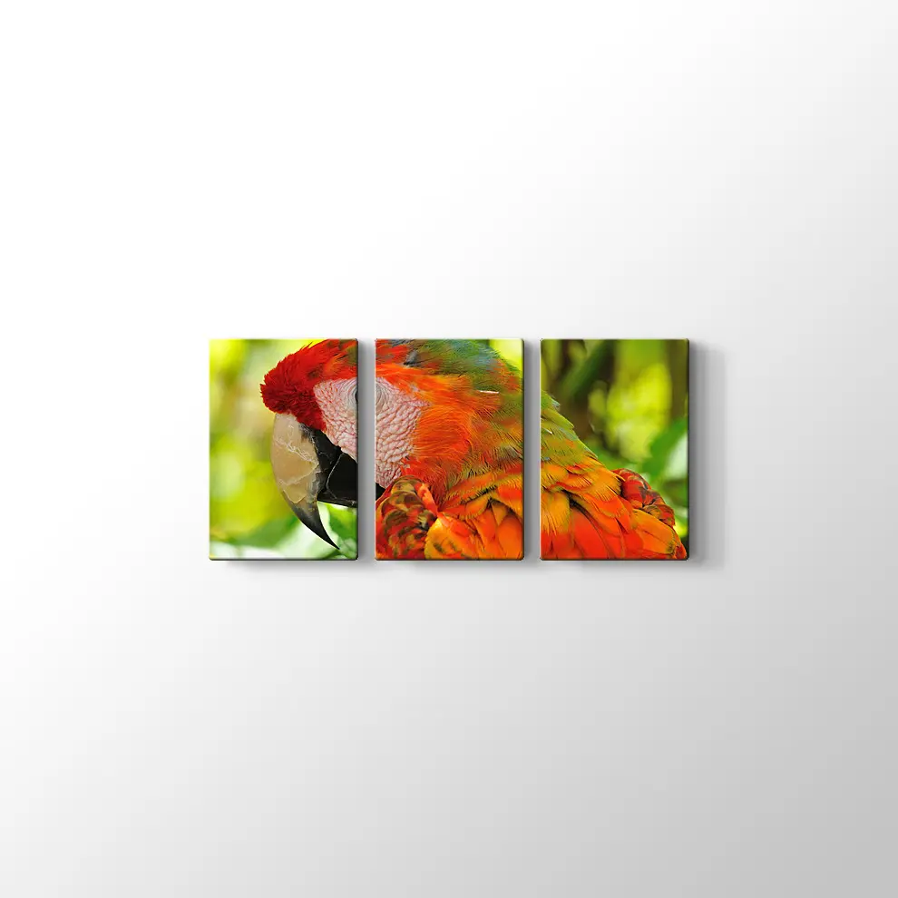 Amerika Papağanı Kanvas Tablo