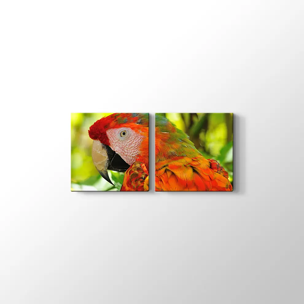 Amerika Papağanı Kanvas Tablo