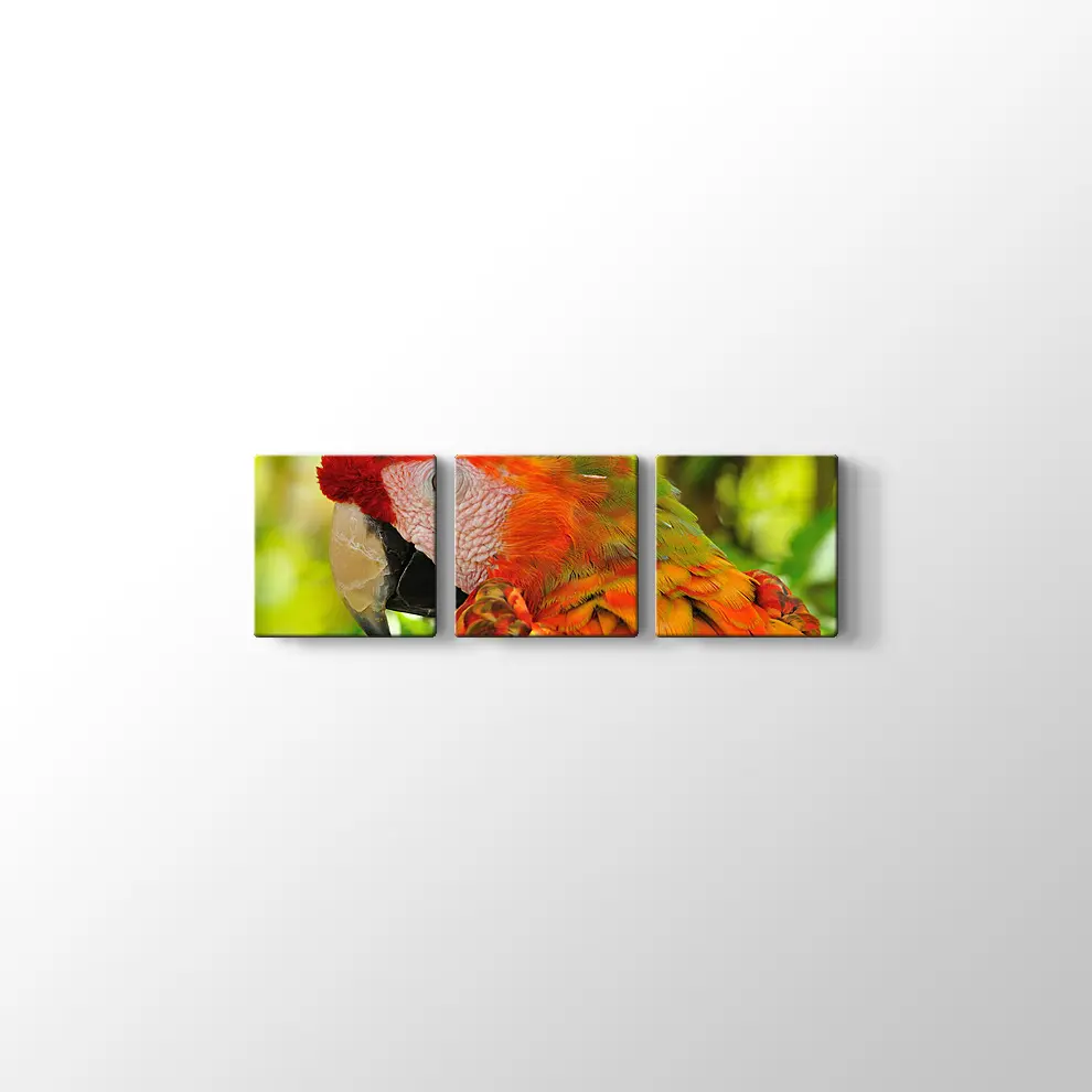 Amerika Papağanı Kanvas Tablo