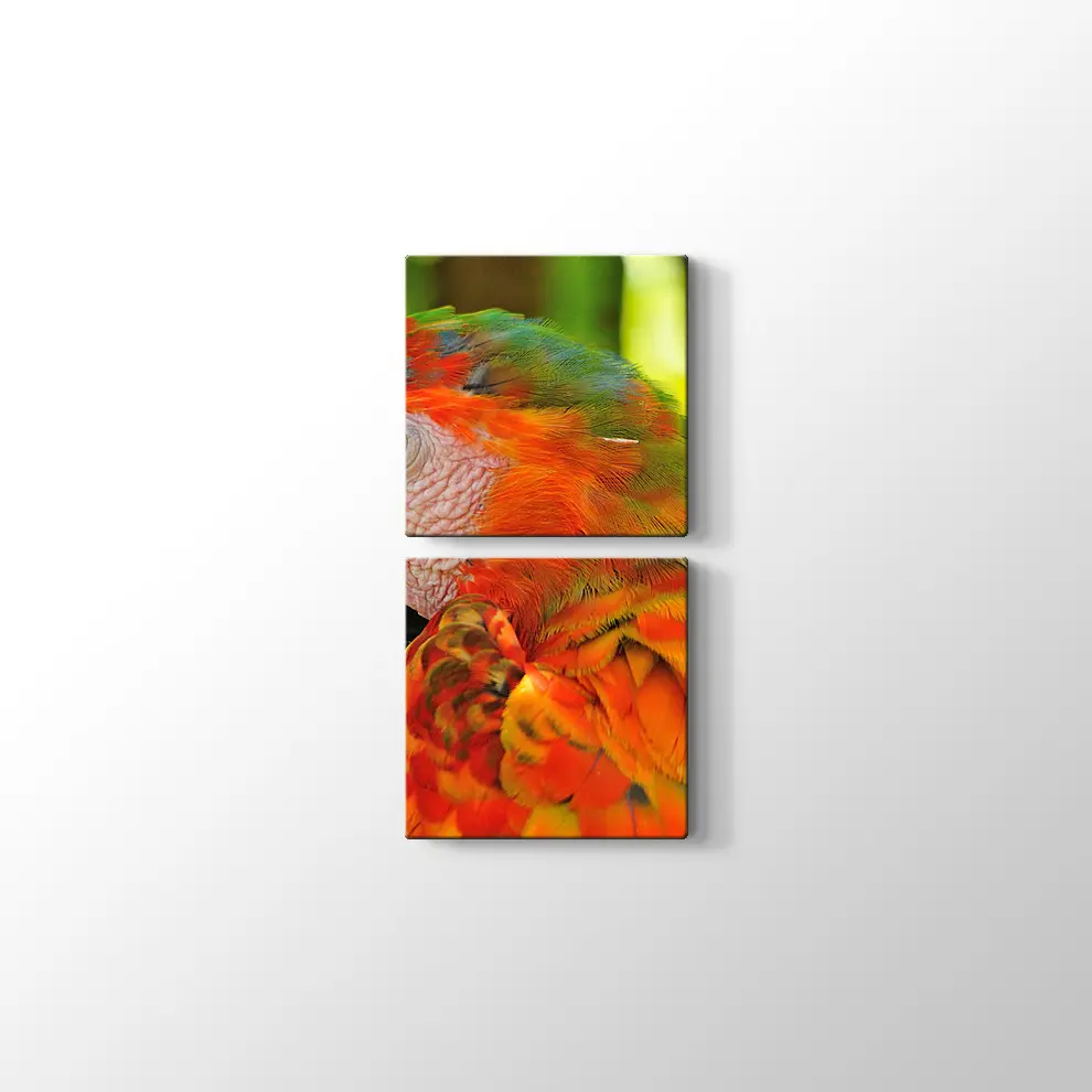 Amerika Papağanı Kanvas Tablo