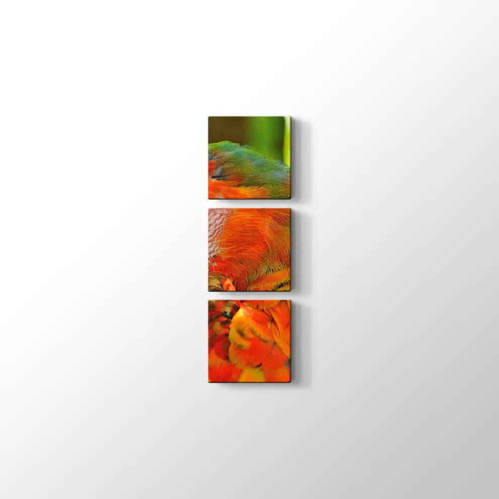 Amerika Papağanı Kanvas Tablo