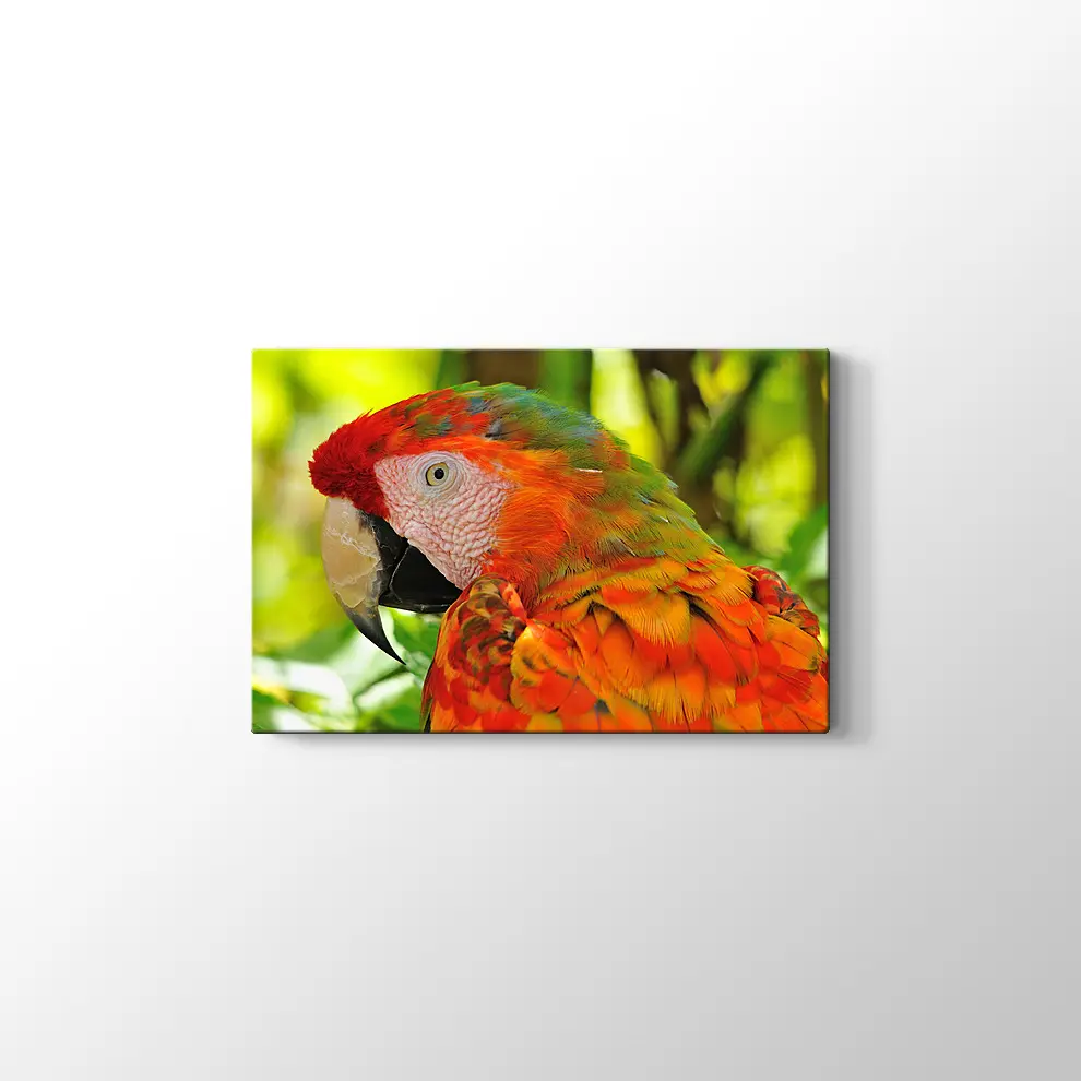 Amerika Papağanı Kanvas Tablo