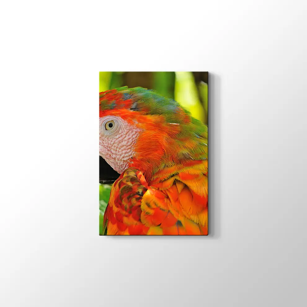 Amerika Papağanı Kanvas Tablo