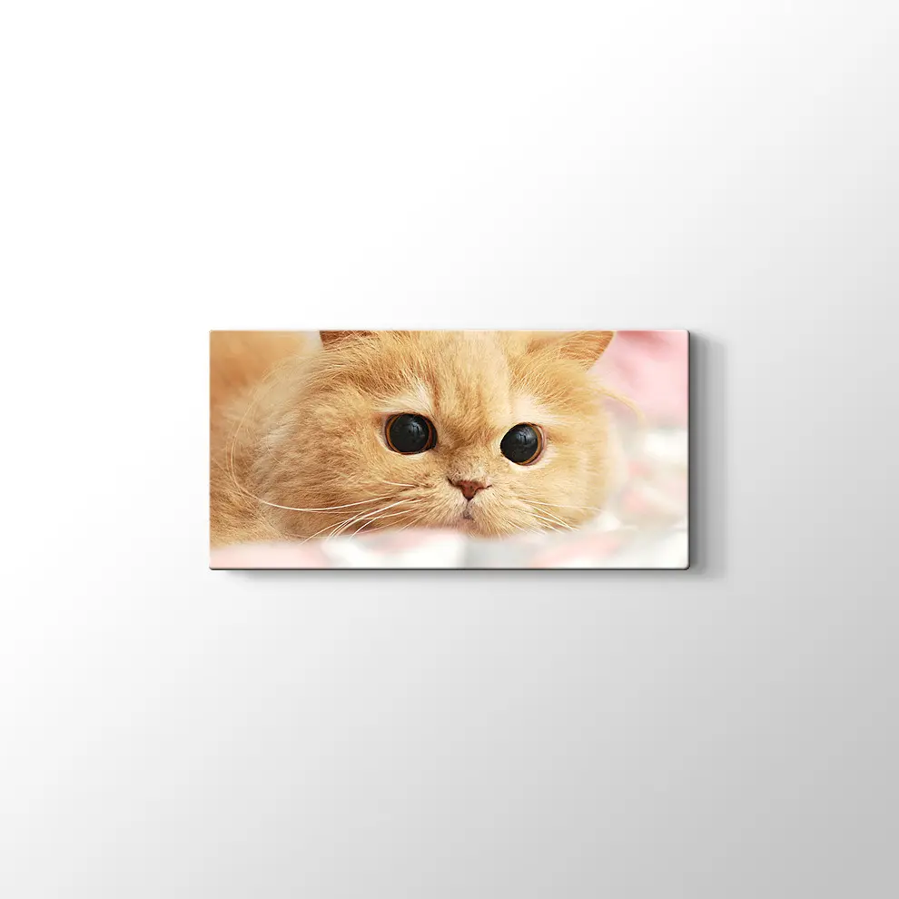 İran Kedisi Kanvas Tablo