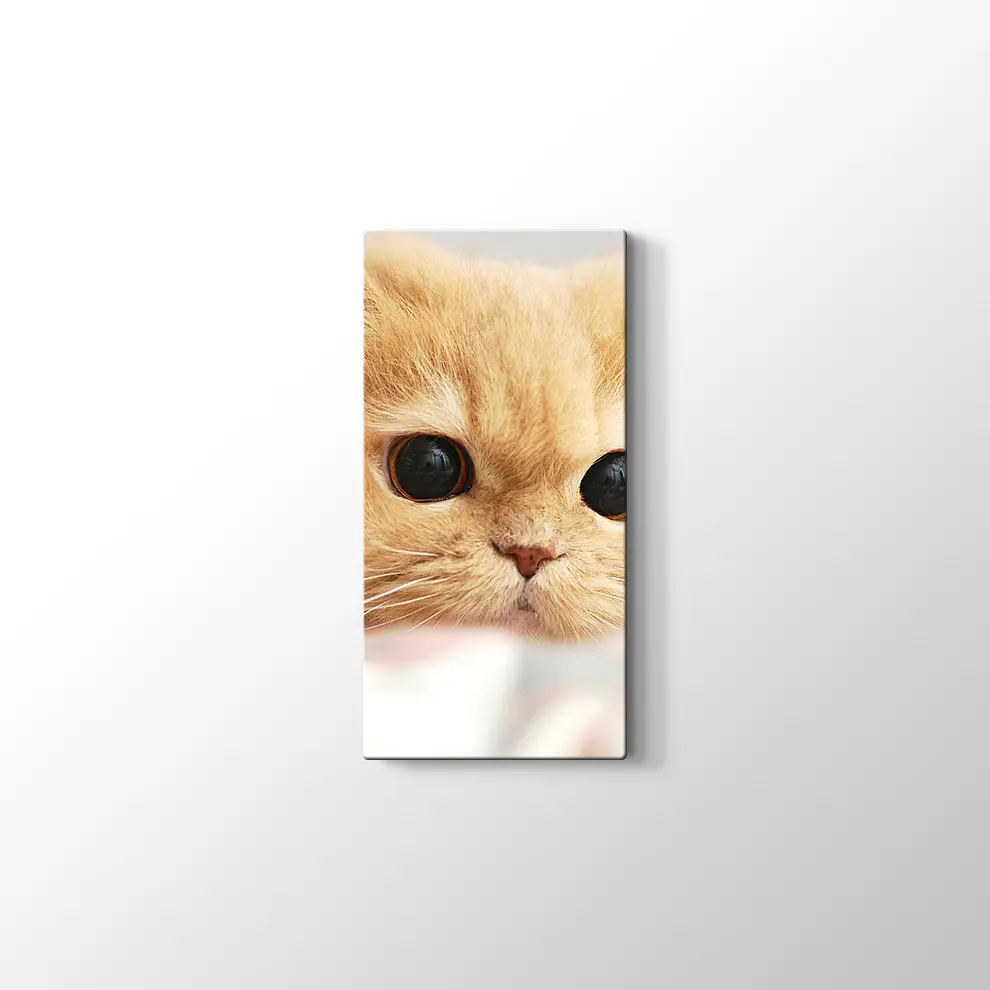 İran Kedisi Kanvas Tablo