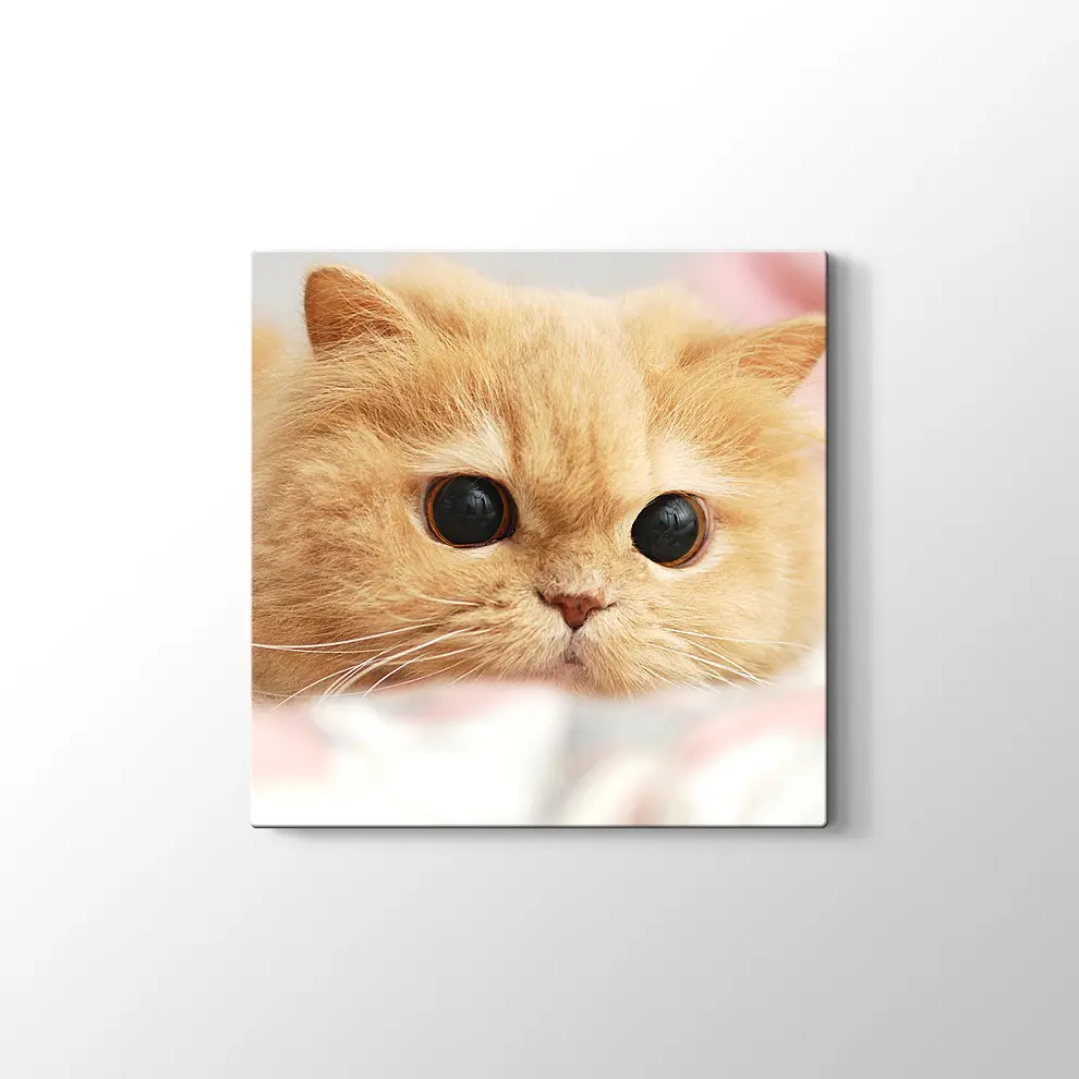 İran Kedisi Kanvas Tablo