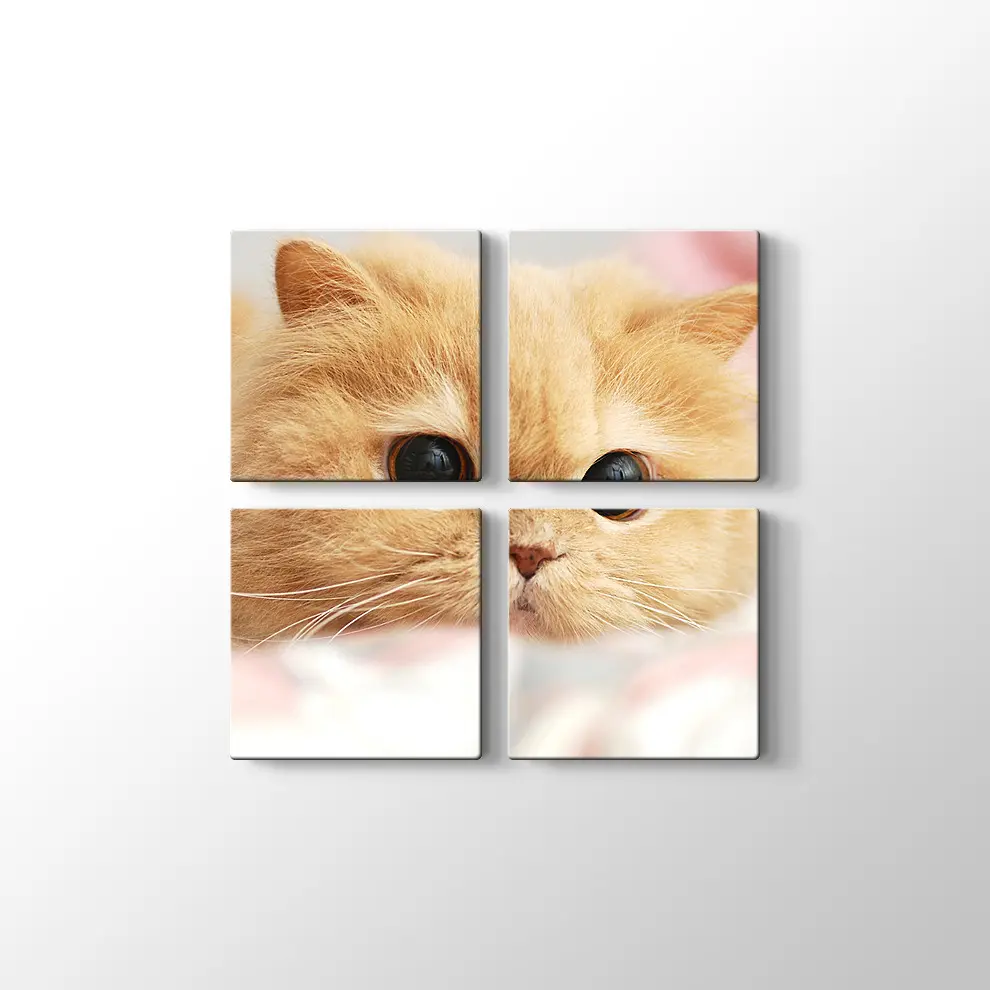 İran Kedisi Kanvas Tablo