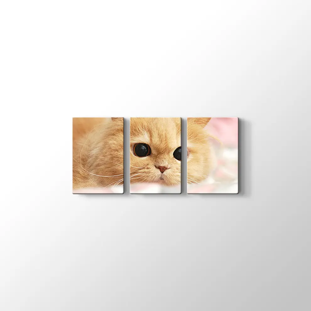 İran Kedisi Kanvas Tablo