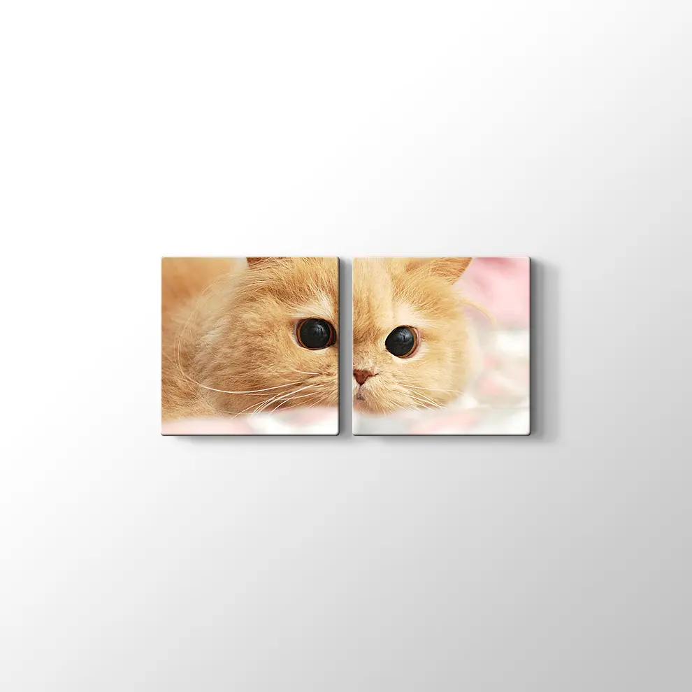 İran Kedisi Kanvas Tablo