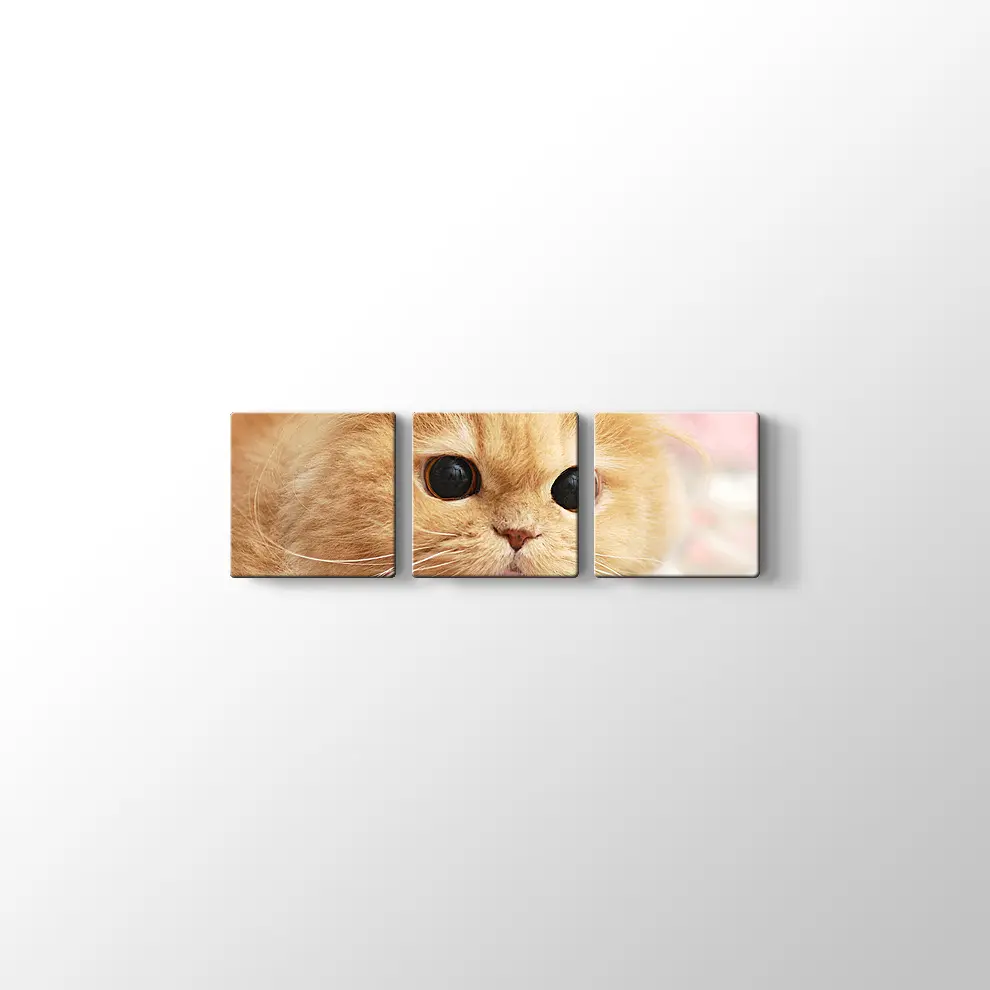 İran Kedisi Kanvas Tablo