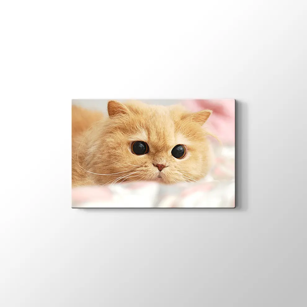 İran Kedisi Kanvas Tablo