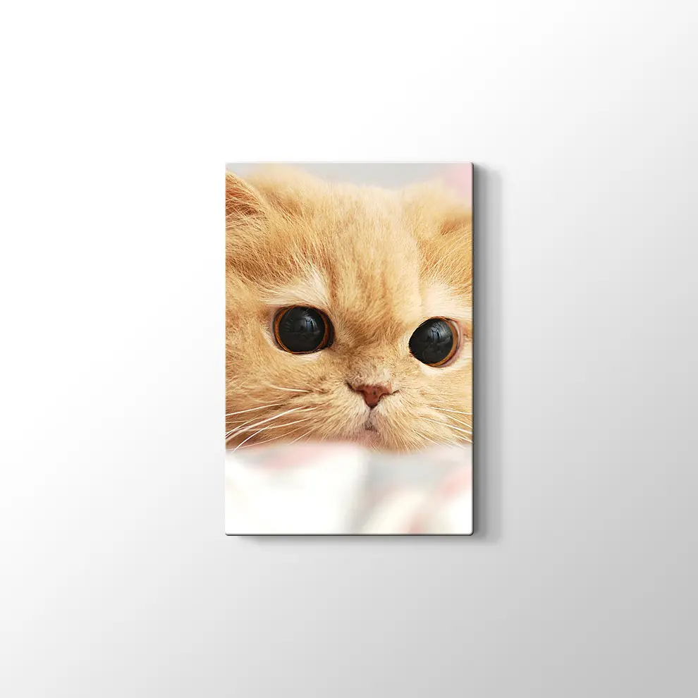 İran Kedisi Kanvas Tablo