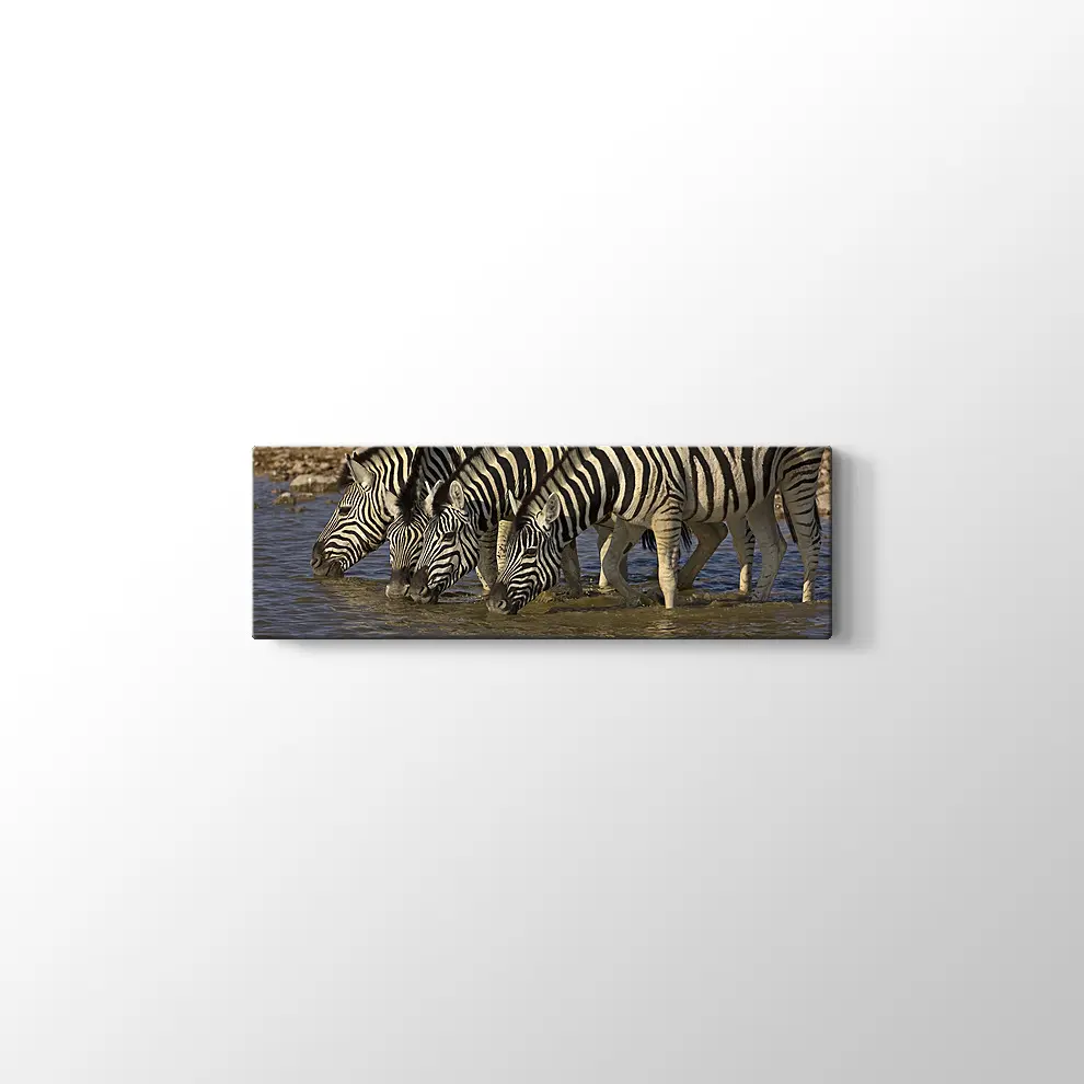 Su İçen Zebralar Kanvas Tablo