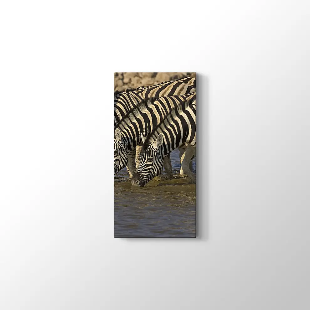 Su İçen Zebralar Kanvas Tablo