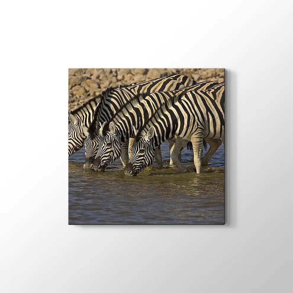 Su İçen Zebralar Kanvas Tablo