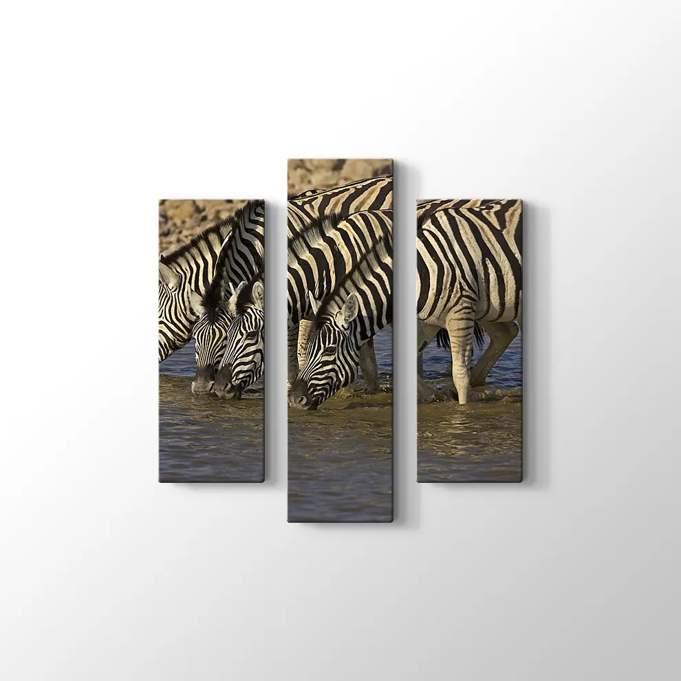 Su İçen Zebralar Kanvas Tablo