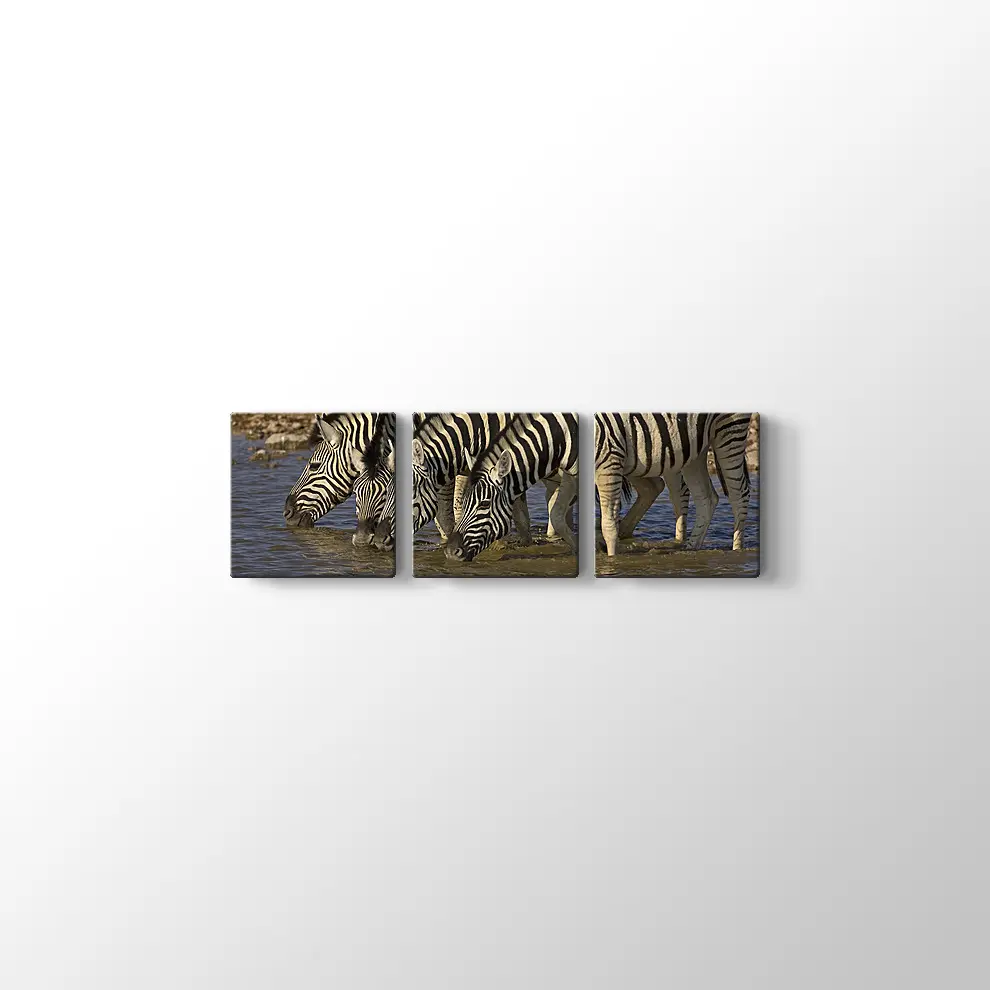 Su İçen Zebralar Kanvas Tablo