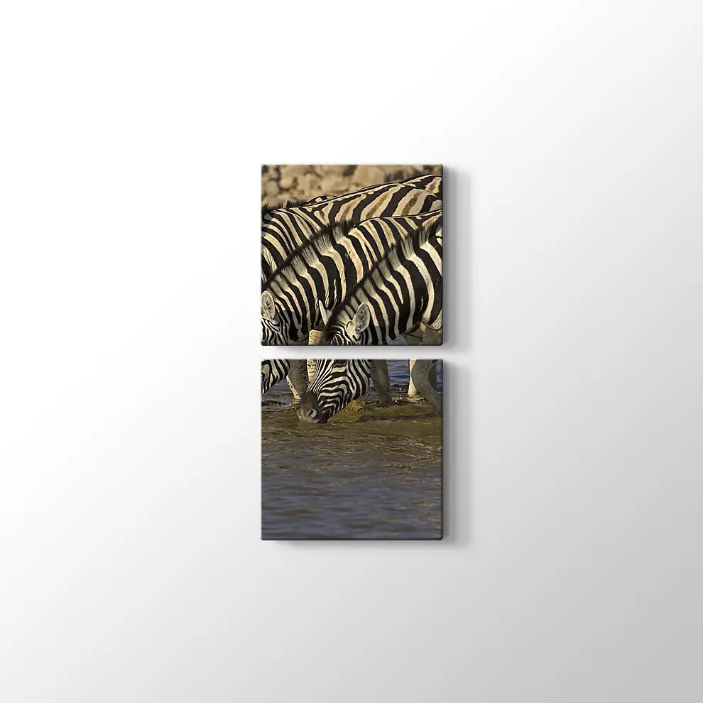 Su İçen Zebralar Kanvas Tablo