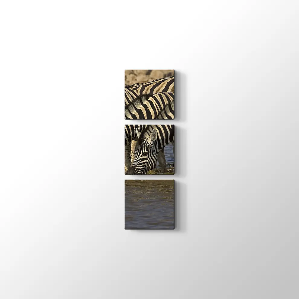 Su İçen Zebralar Kanvas Tablo