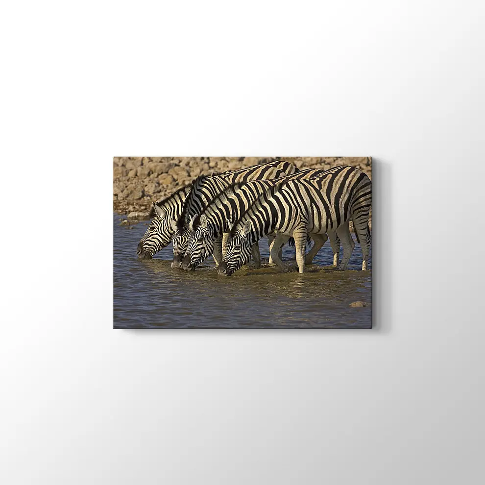 Su İçen Zebralar Kanvas Tablo