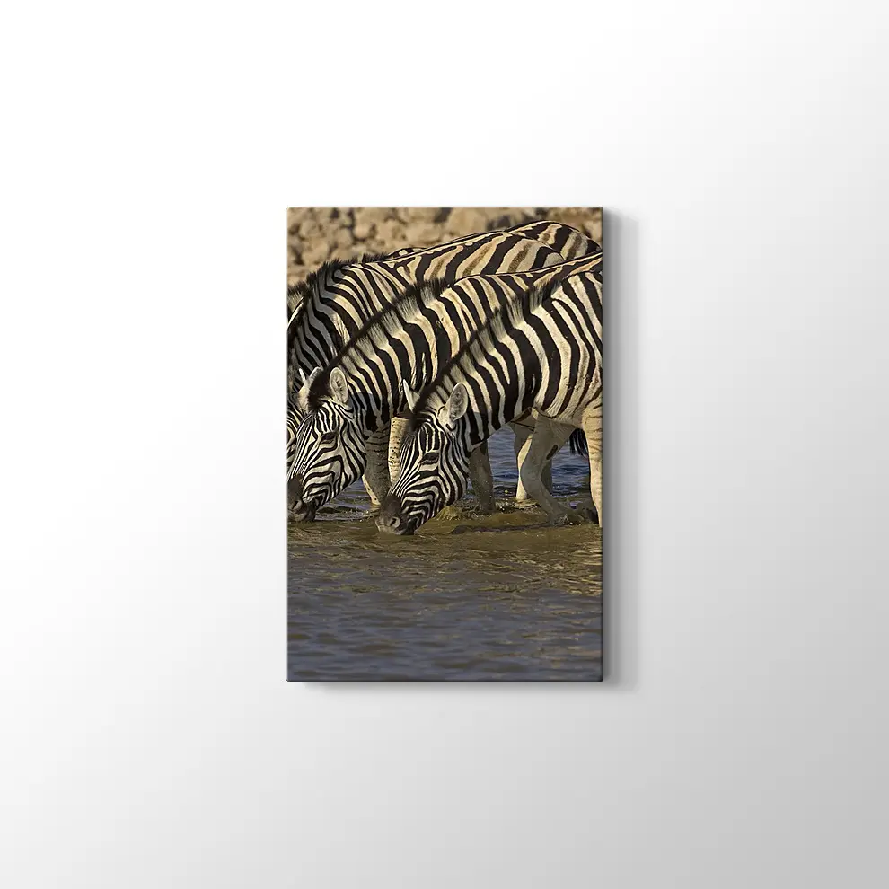 Su İçen Zebralar Kanvas Tablo