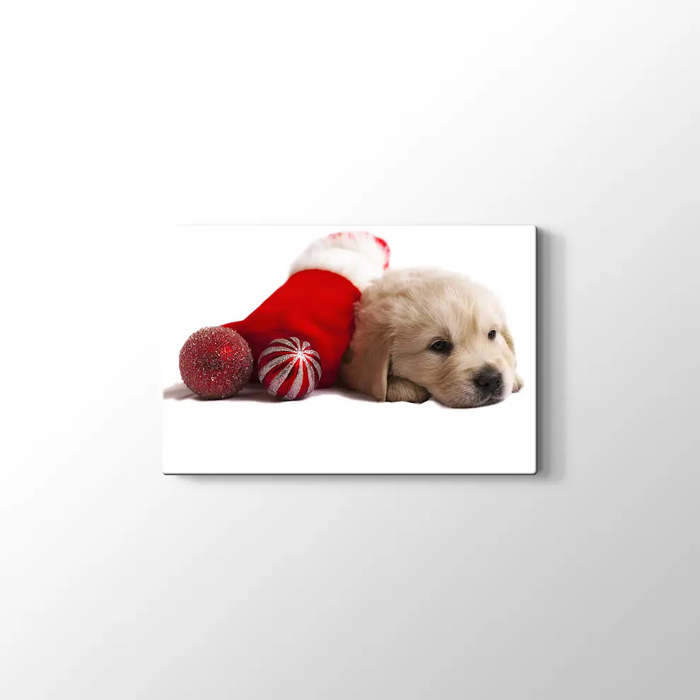 Noel Köpeği Kanvas Tablo