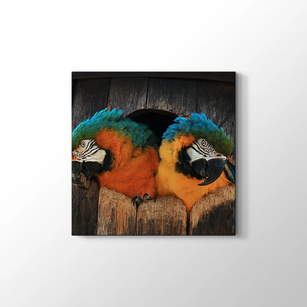 Papağan Yuvası Kanvas Tablo
