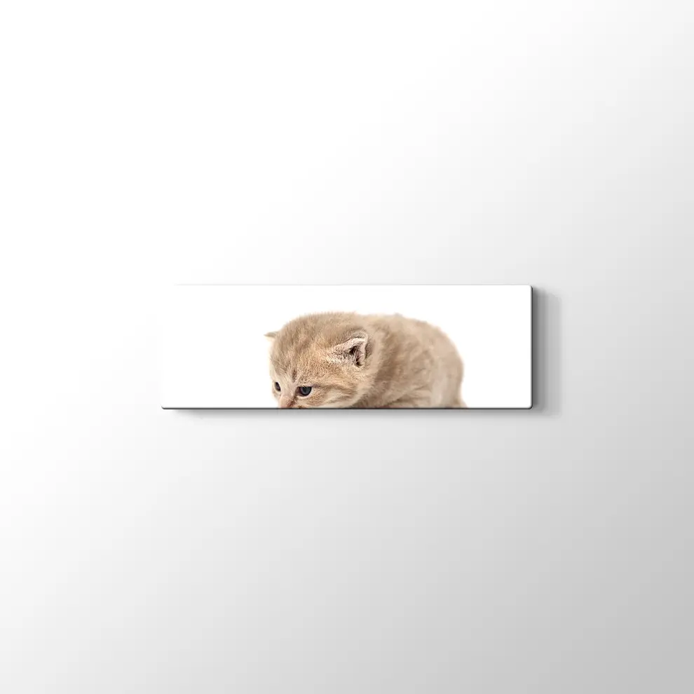 Minik Kedi Yavrusu Kanvas Tablo