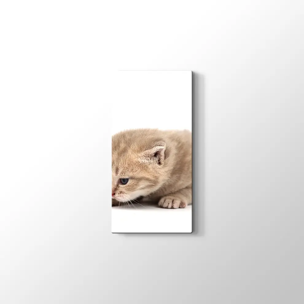 Minik Kedi Yavrusu Kanvas Tablo