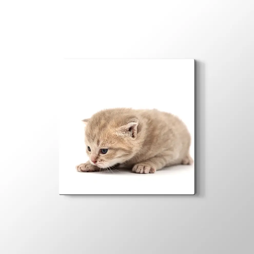 Minik Kedi Yavrusu Kanvas Tablo