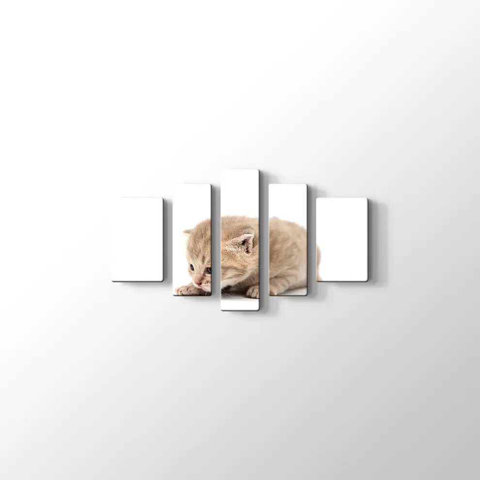 Minik Kedi Yavrusu Kanvas Tablo