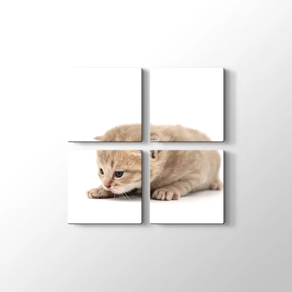 Minik Kedi Yavrusu Kanvas Tablo