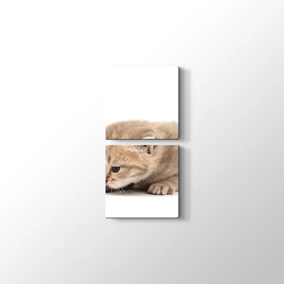 Minik Kedi Yavrusu Kanvas Tablo
