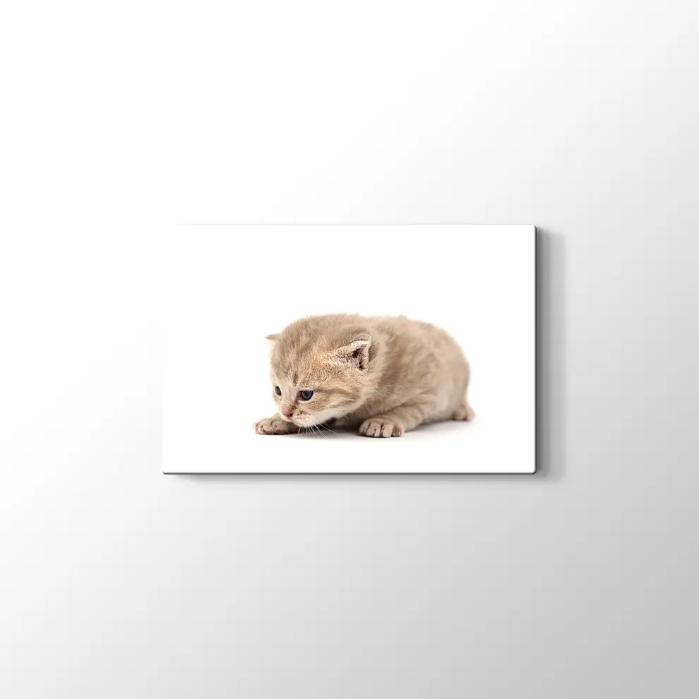 Minik Kedi Yavrusu Kanvas Tablo