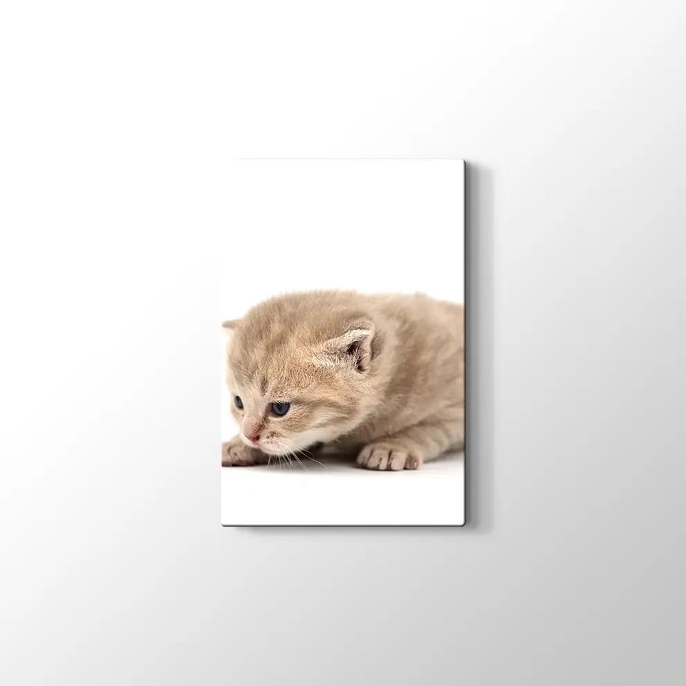 Minik Kedi Yavrusu Kanvas Tablo