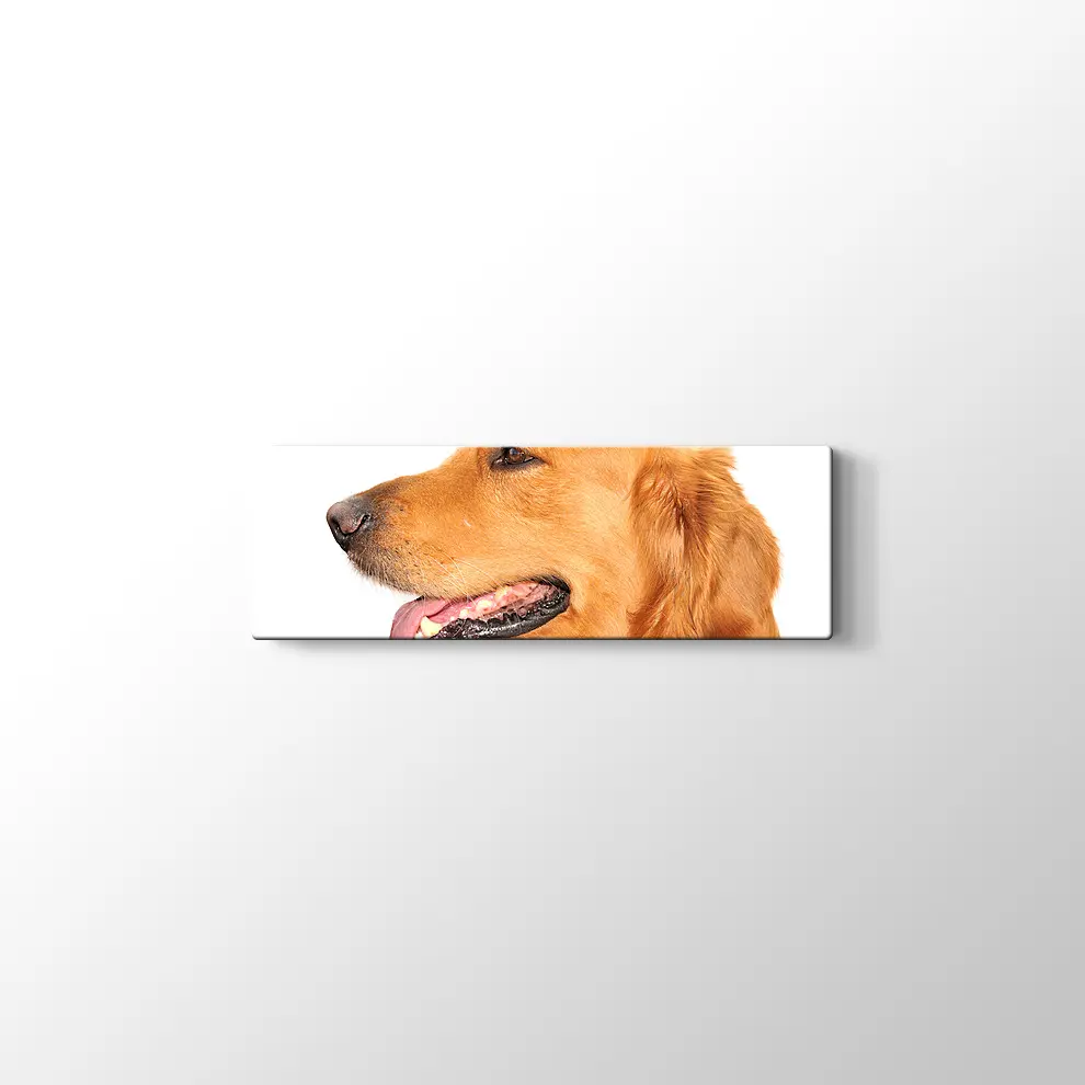 Golden Retriever Köpek