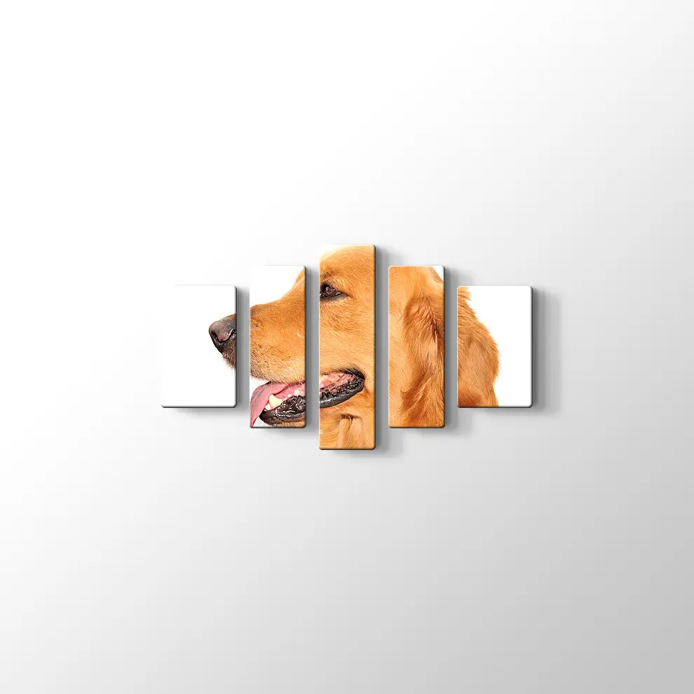 Golden Retriever Köpek