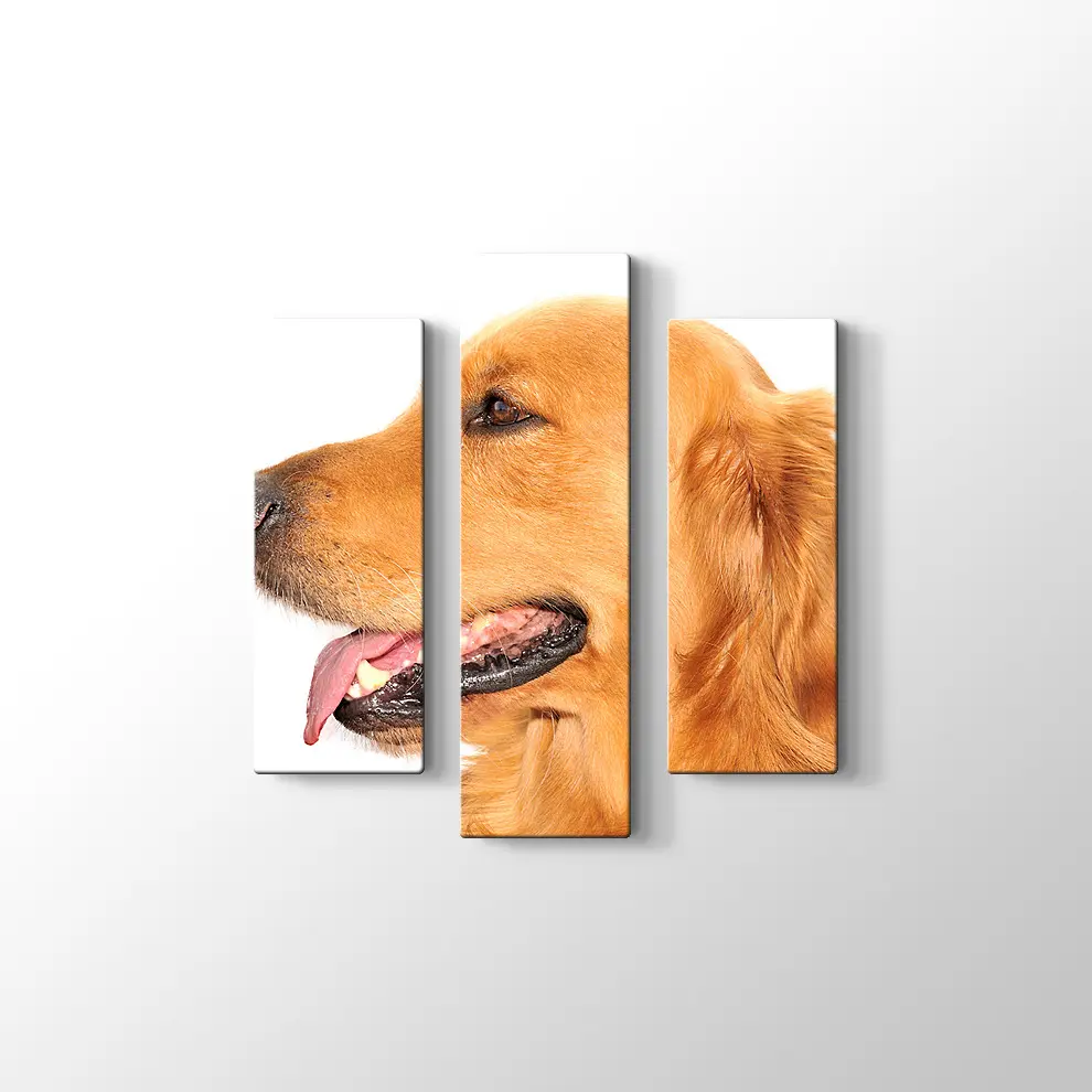 Golden Retriever Köpek