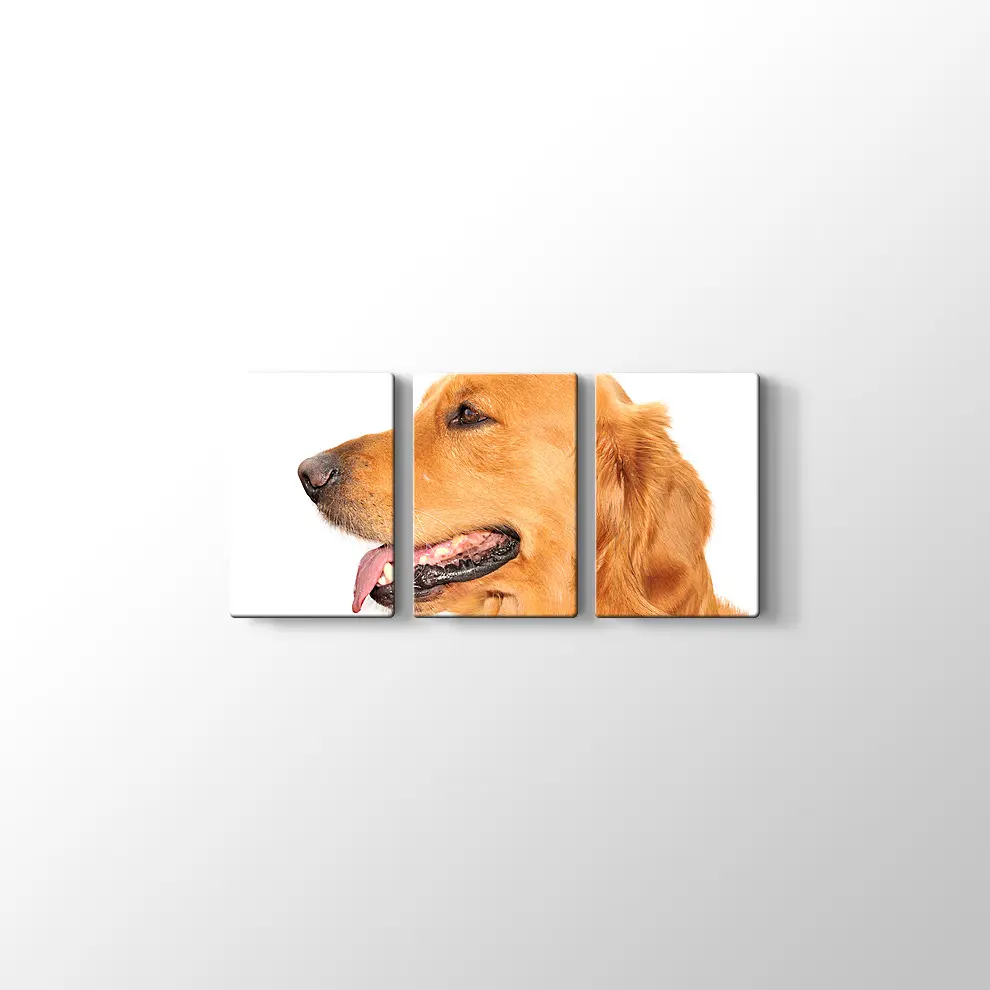 Golden Retriever Köpek