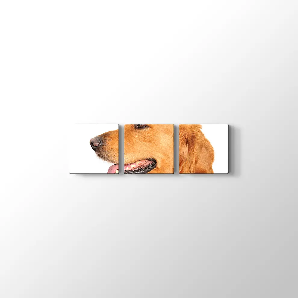 Golden Retriever Köpek